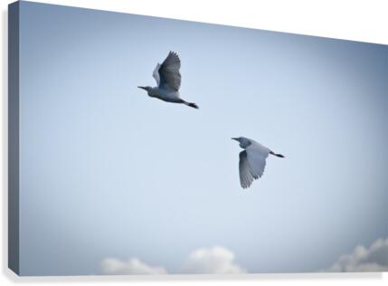 Birds duo