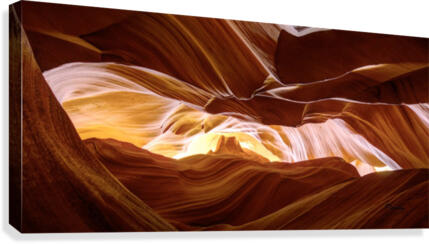 Antelope