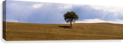 Tuscany Tree