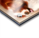 Welsh Springer Spaniel  Acrylic print