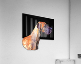 Great Dane Acrylic Print