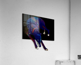 Greyhound  Acrylic Print
