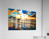 Seabird sunset  Acrylic Print