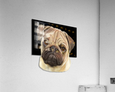 Pug Acrylic Print