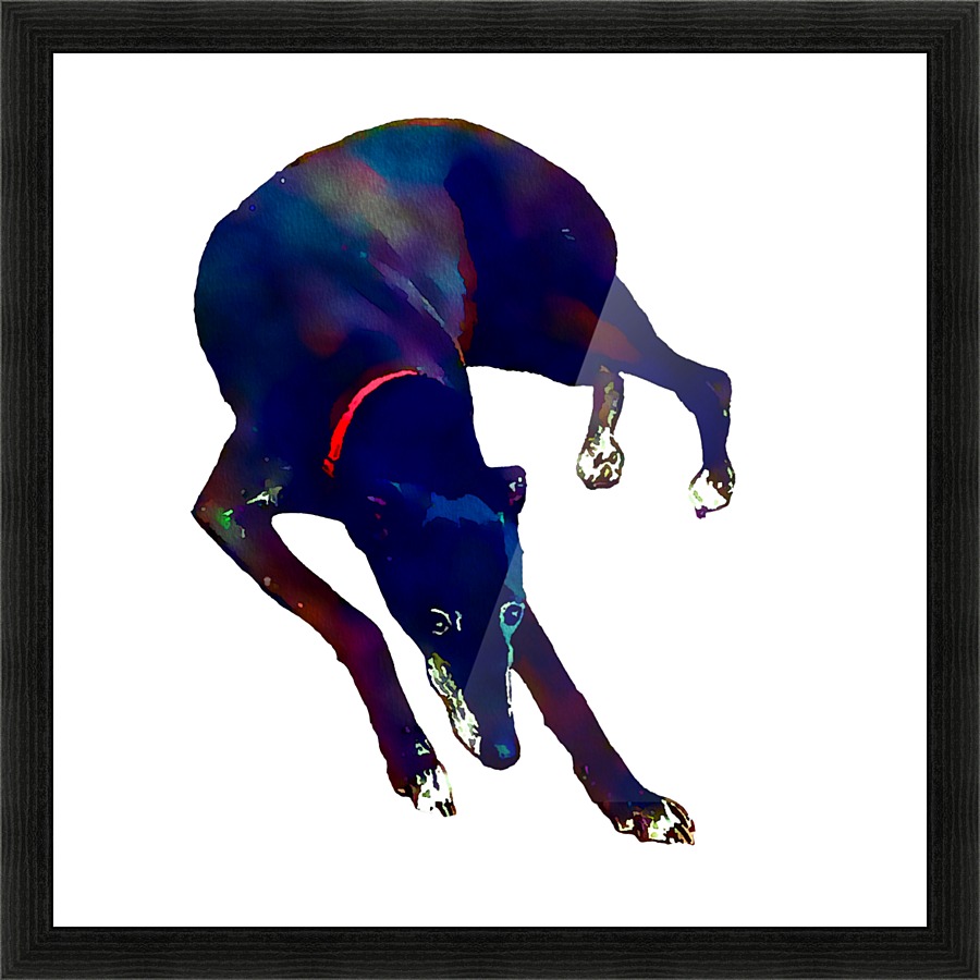 Greyhound  Picture Frame print