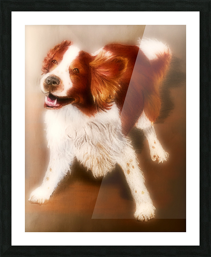 Welsh Springer Spaniel  Picture Frame print