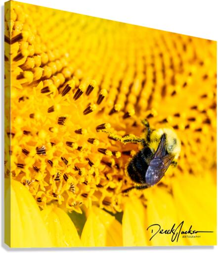 Summer Sunflower