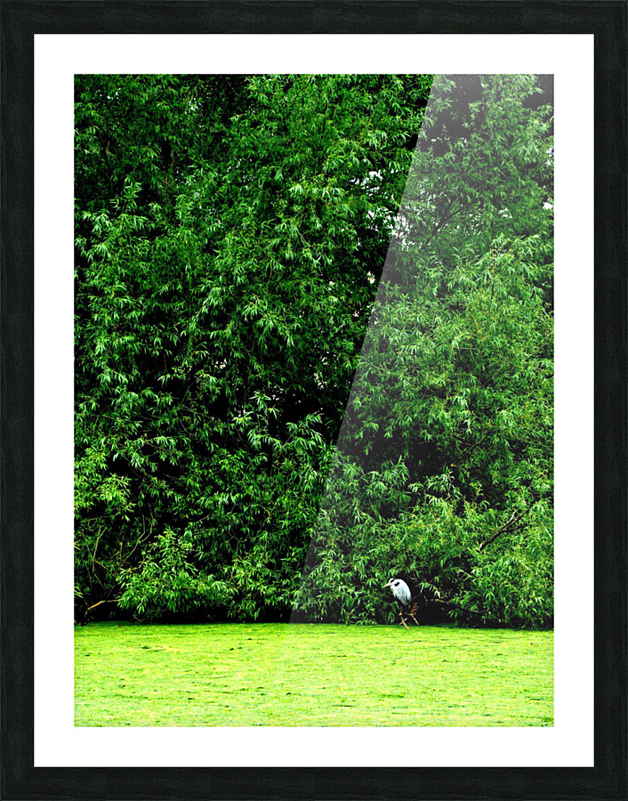  Heron Picture Frame print