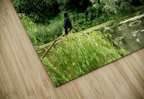 FREEDOM FREVO puzzle