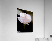 Rose for bride Acrylic Print
