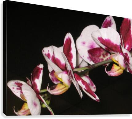 Sexy Orchid Canvas Print