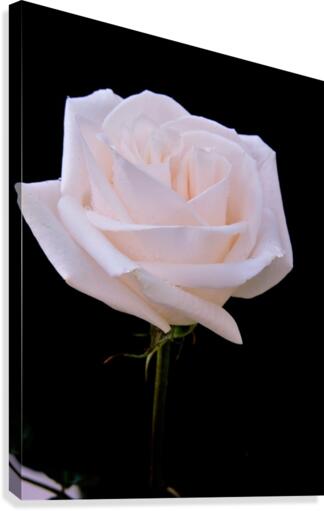 Rose for bride Canvas Print