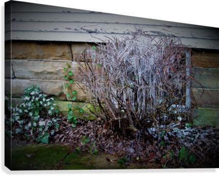 Winter Tears Canvas Print