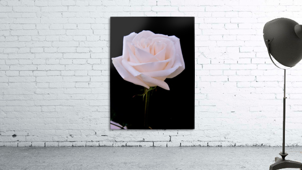 Rose for bride Wall Preview