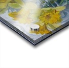 Daffodils Acrylic print