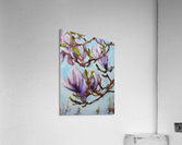 Magnolias Acrylic Print