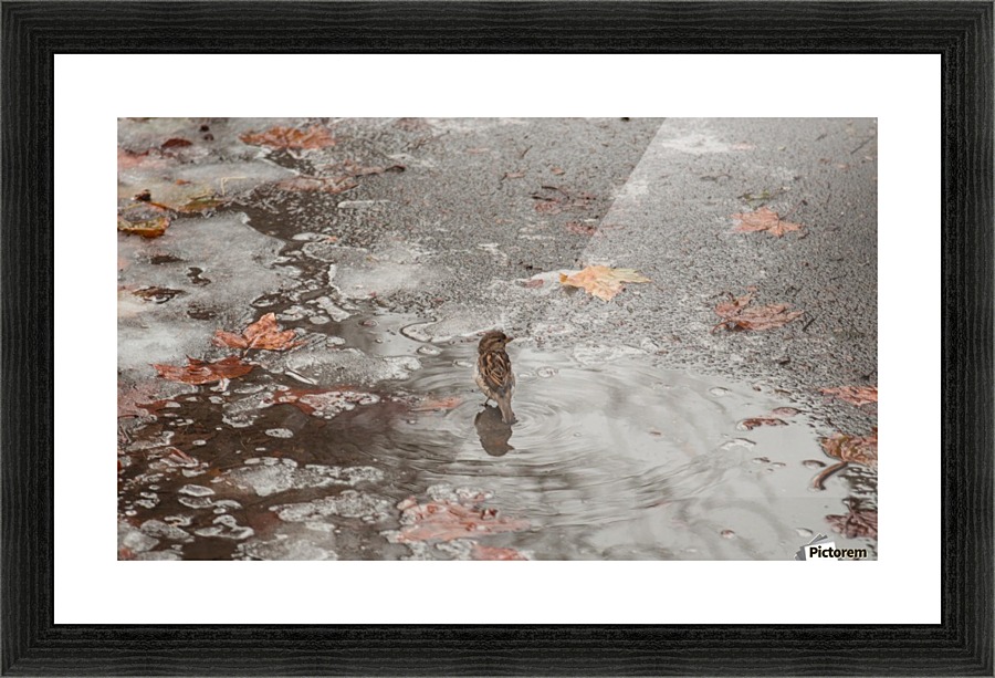 A Sparrows Icy Puddle Picture Frame print