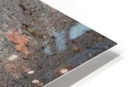A Sparrows Icy Puddle HD Metal print