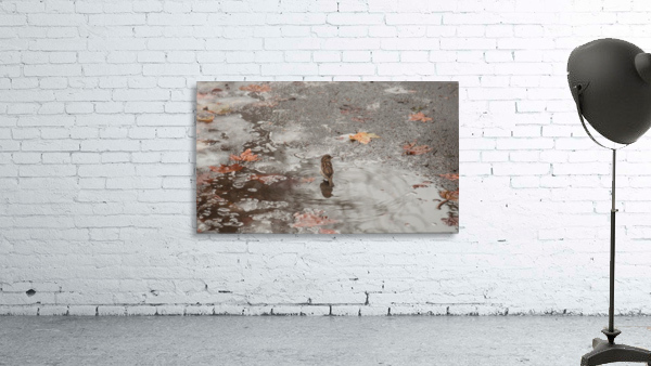 A Sparrows Icy Puddle Wall Preview