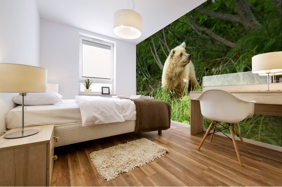 Two Year Old Grizzly Mural print