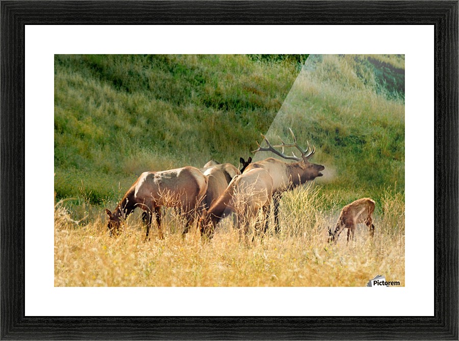 Family man Plus Picture Frame print