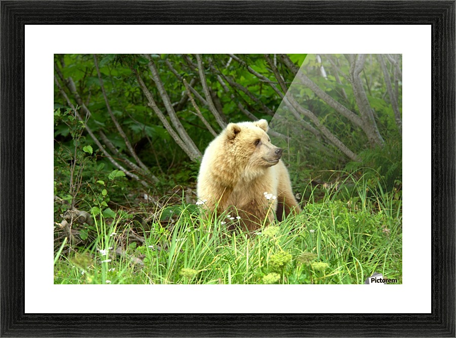 Two Year Old Grizzly Picture Frame print