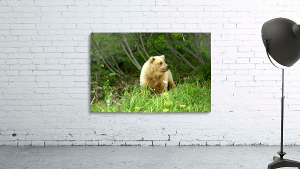Two Year Old Grizzly Wall Preview