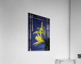 YellowDayLilies2 Acrylic Print