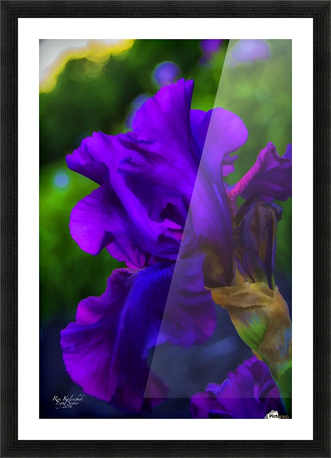 Purple Iris2 Picture Frame print