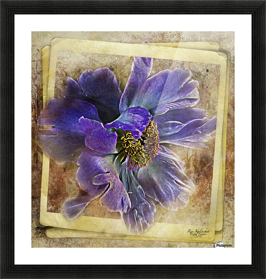 Blue Peony Picture Frame print