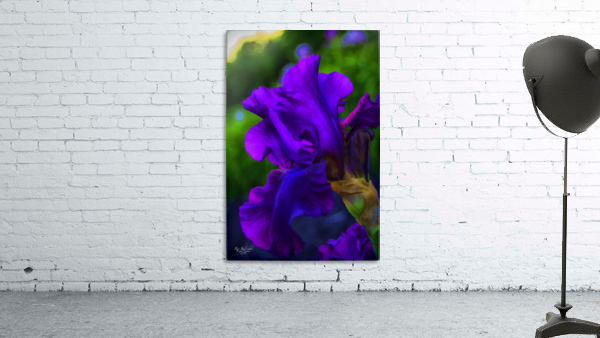 Purple Iris2 Wall Preview