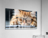 A fluffy orange cat with metal glasses frame is peacefully napping on a notebook. Its eyes are closed creating a serene atmosphere in a warm and inviting indoor space. Acrylic Print