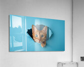 Curious Cat Peeking Through Blue Wall Hole Acrylic Print