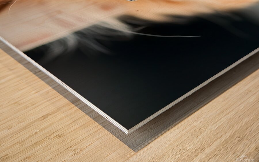 A fluffy orange cat with metal glasses frame is peacefully napping on a notebook. Its eyes are closed creating a serene atmosphere in a warm and inviting indoor space. Wood print