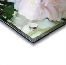 6CAD6156 6F76 4FD5 8652 4FA8ED2420E9 Acrylic print