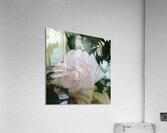 6CAD6156 6F76 4FD5 8652 4FA8ED2420E9 Acrylic Print