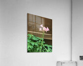 DA6C2393 A60F 43E0 98CD B853A7419173 Acrylic Print