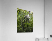 E5A1D5D7 F7D3 40D3 BA47 071C727454C0 Acrylic Print