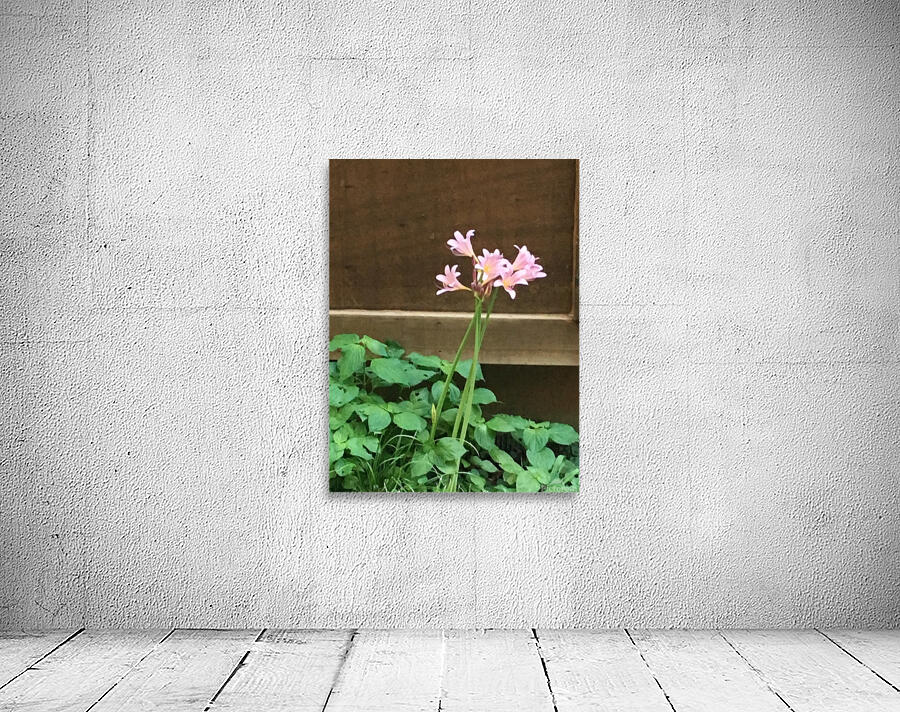 DA6C2393 A60F 43E0 98CD B853A7419173 Wall Preview