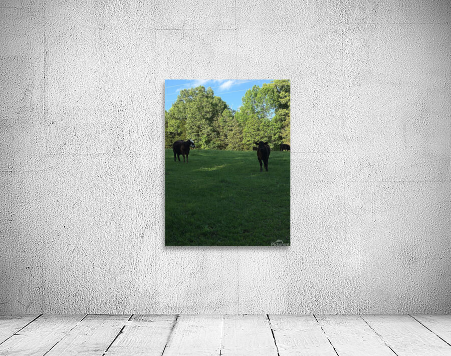 419FAC2D 7F14 403D AD16 C7AF74EDE89C Wall Preview