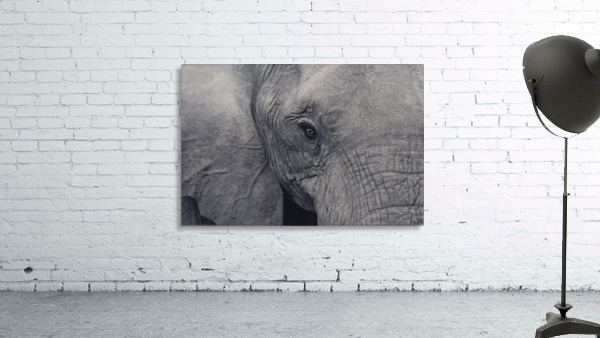 Elephant Eyes Wall Preview