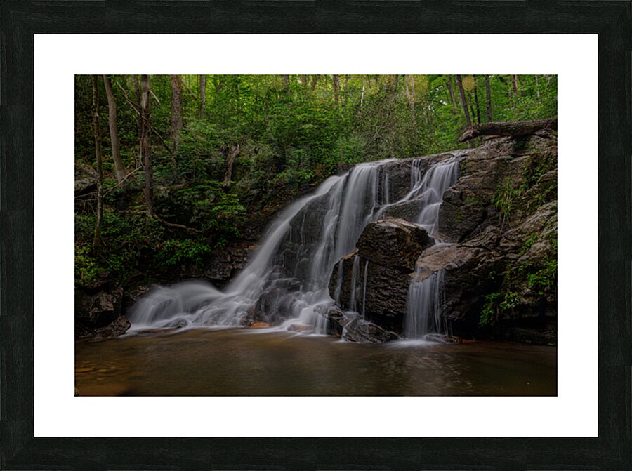 Pisgah Forest Picture Frame print