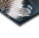 lure due Acrylic print