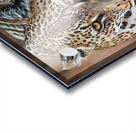Not jovial Acrylic print