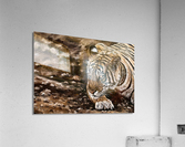 softy crawl Acrylic Print