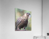 gobble by clinch Acrylic Print