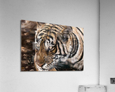 scales the stalk Acrylic Print