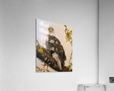 startle with vigor Acrylic Print