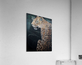 Timing in slough Acrylic Print