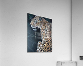 lure due Acrylic Print